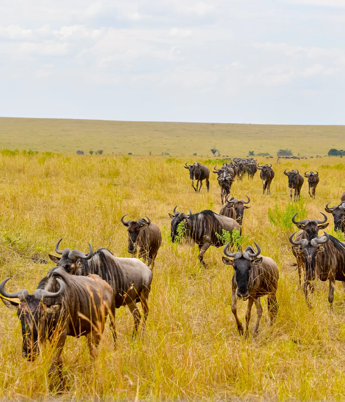 Serengeti National Park Wildebest