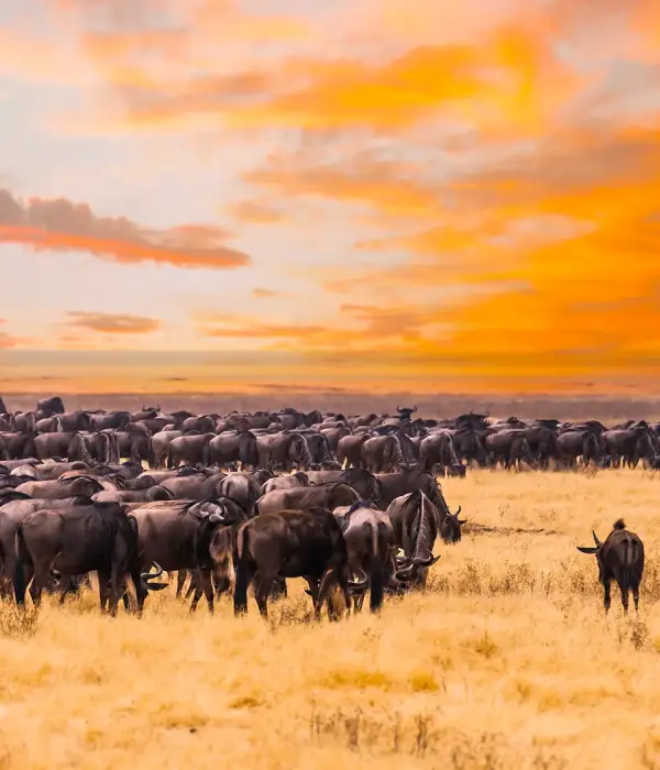 6 Days Migration Safari In Tanzania