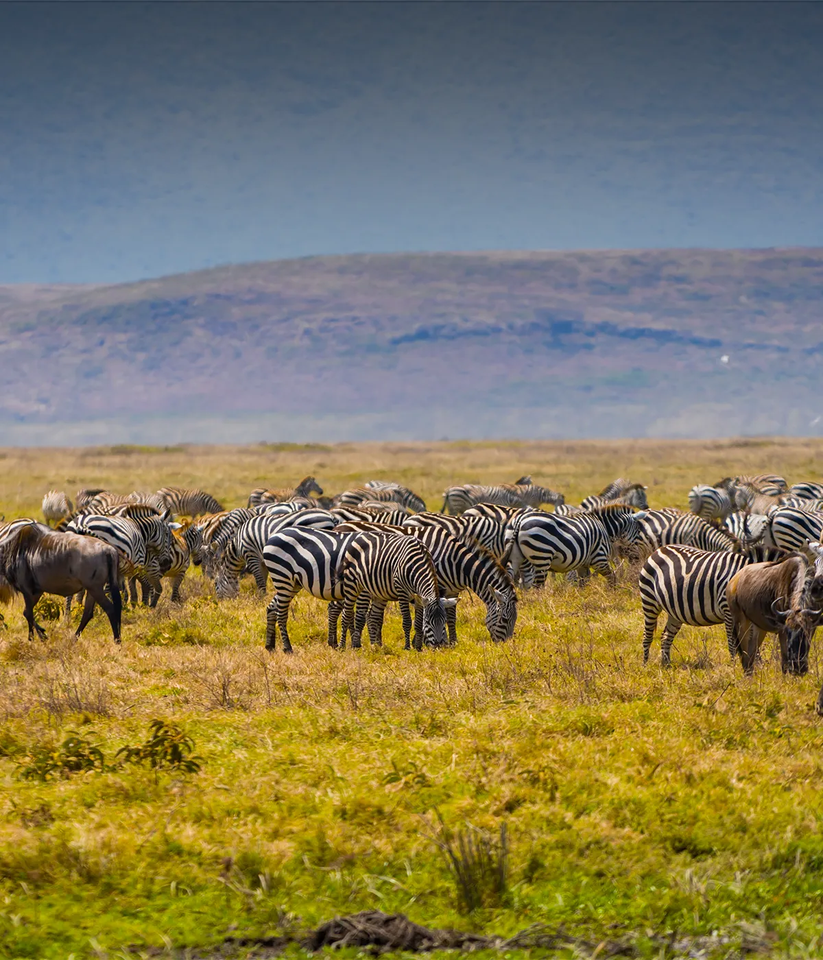 Serengeti – Ngorongoro Attractions