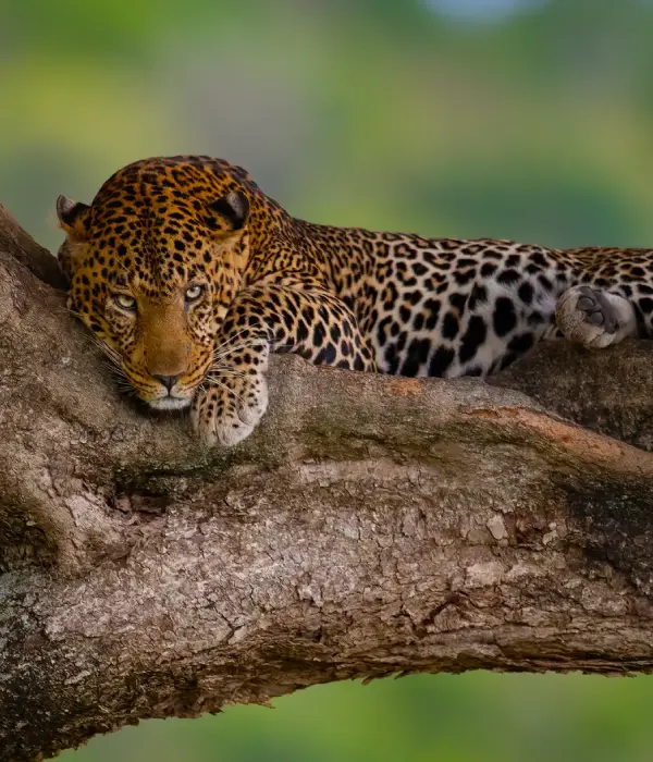 6 Days Tanzania Safari
