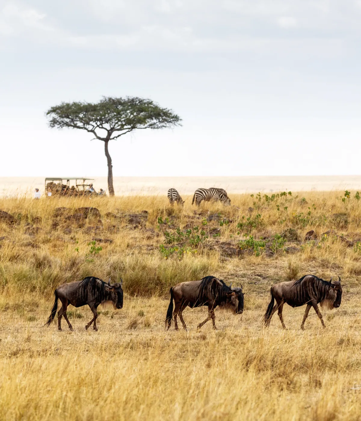 Serengeti Walking Safari