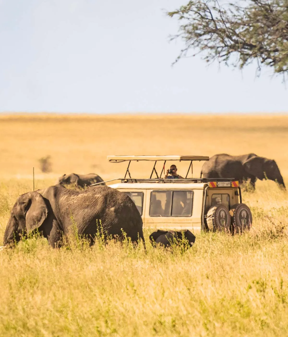 Tarangire- Serengeti Game Drives