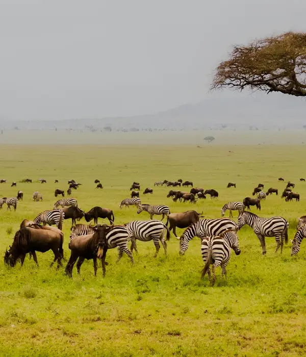 7 Days Private Safari 