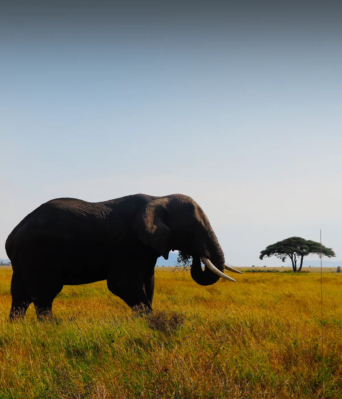 Serengeti National Park Attraction