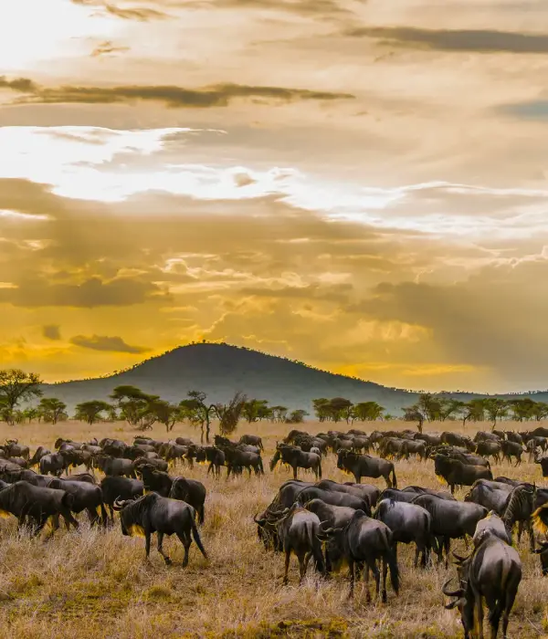 7 Days Migration Safari in Tanzania