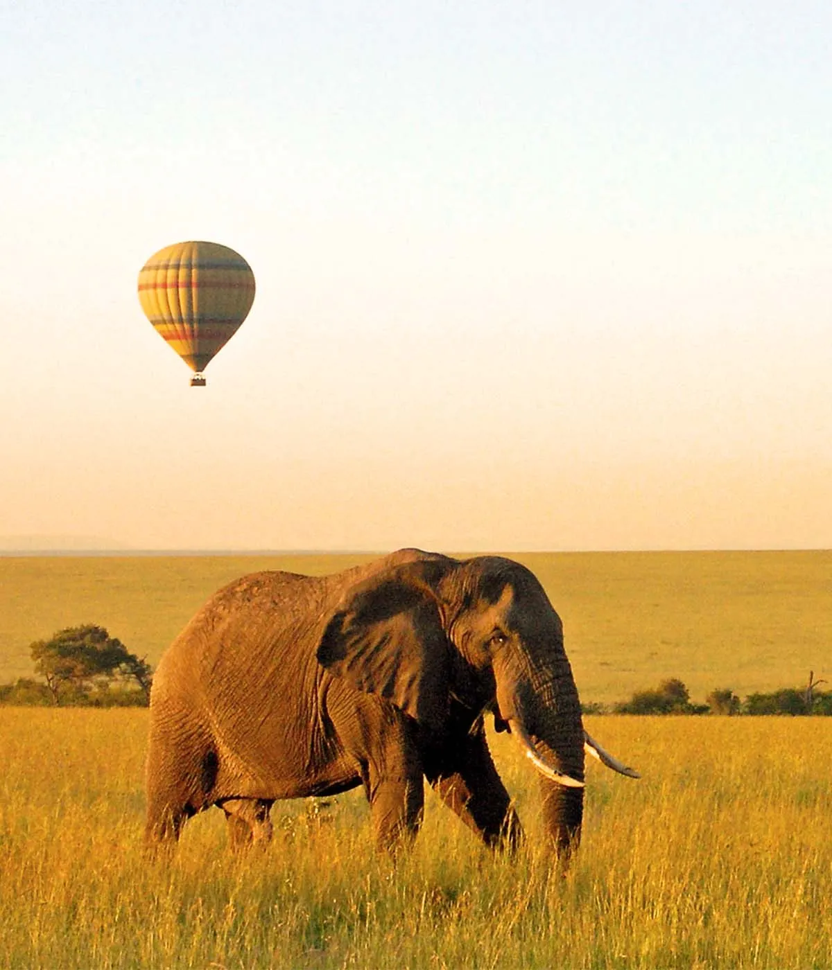 Manyara NP - Arusha Big Five