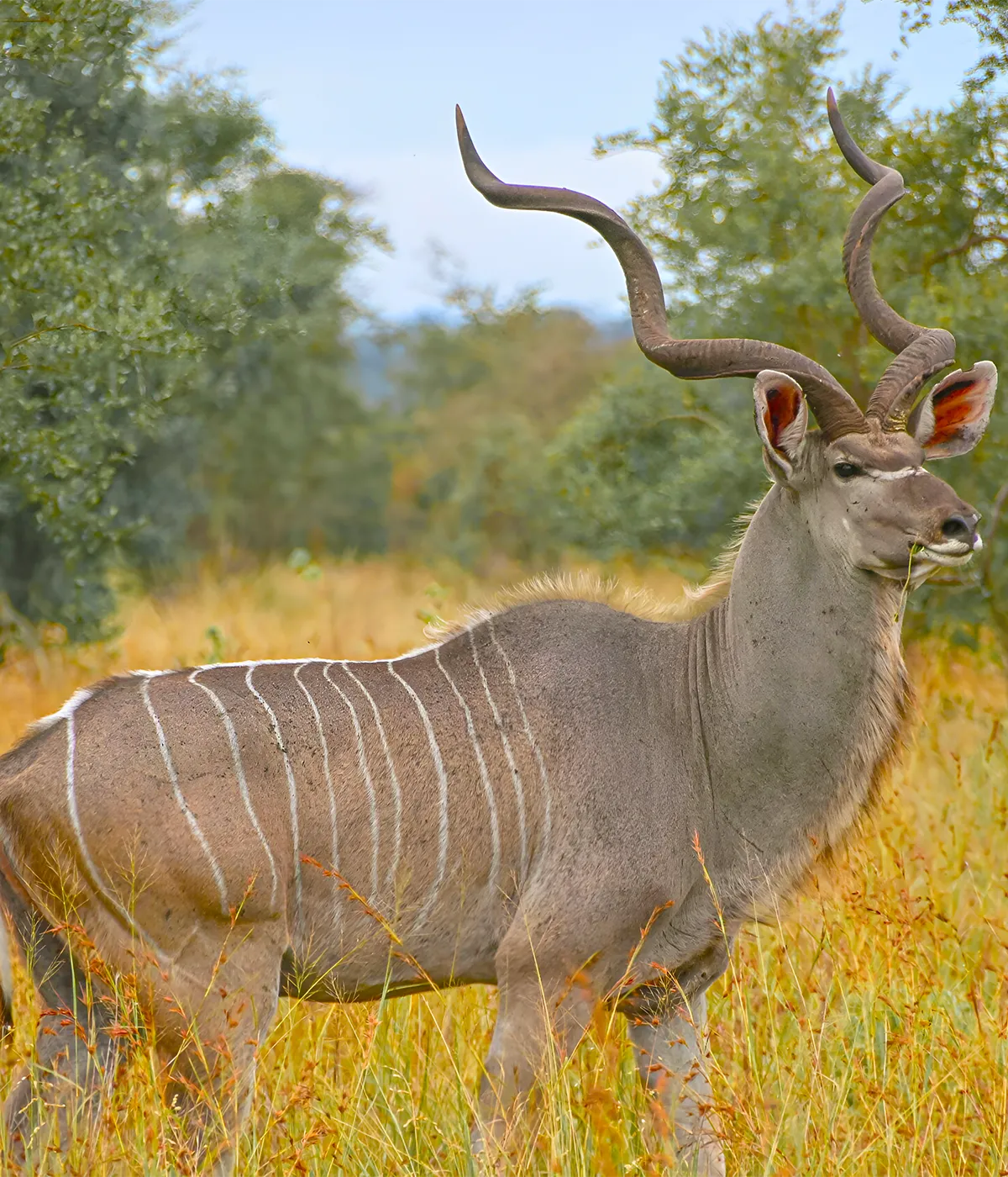 Arusha- Tarangire Wildlife