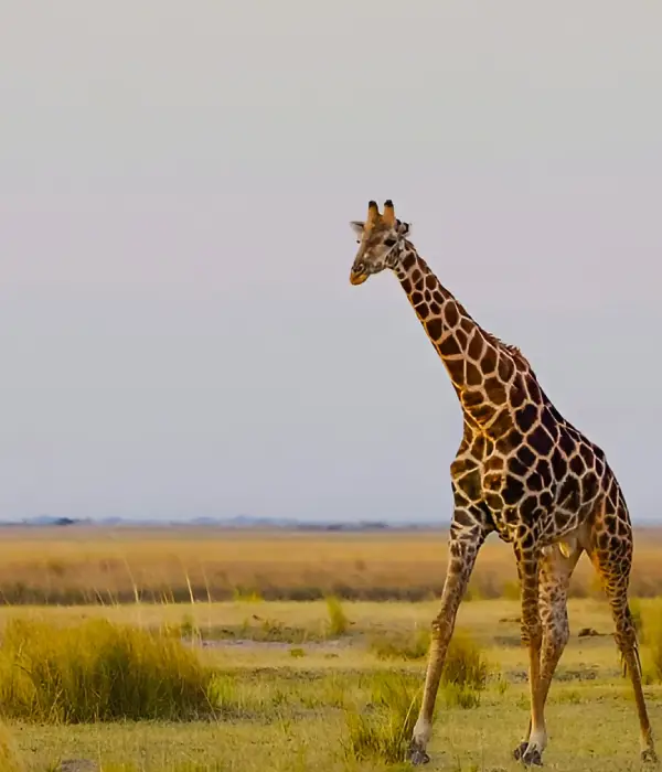 7 Days Tanzania Private Safari