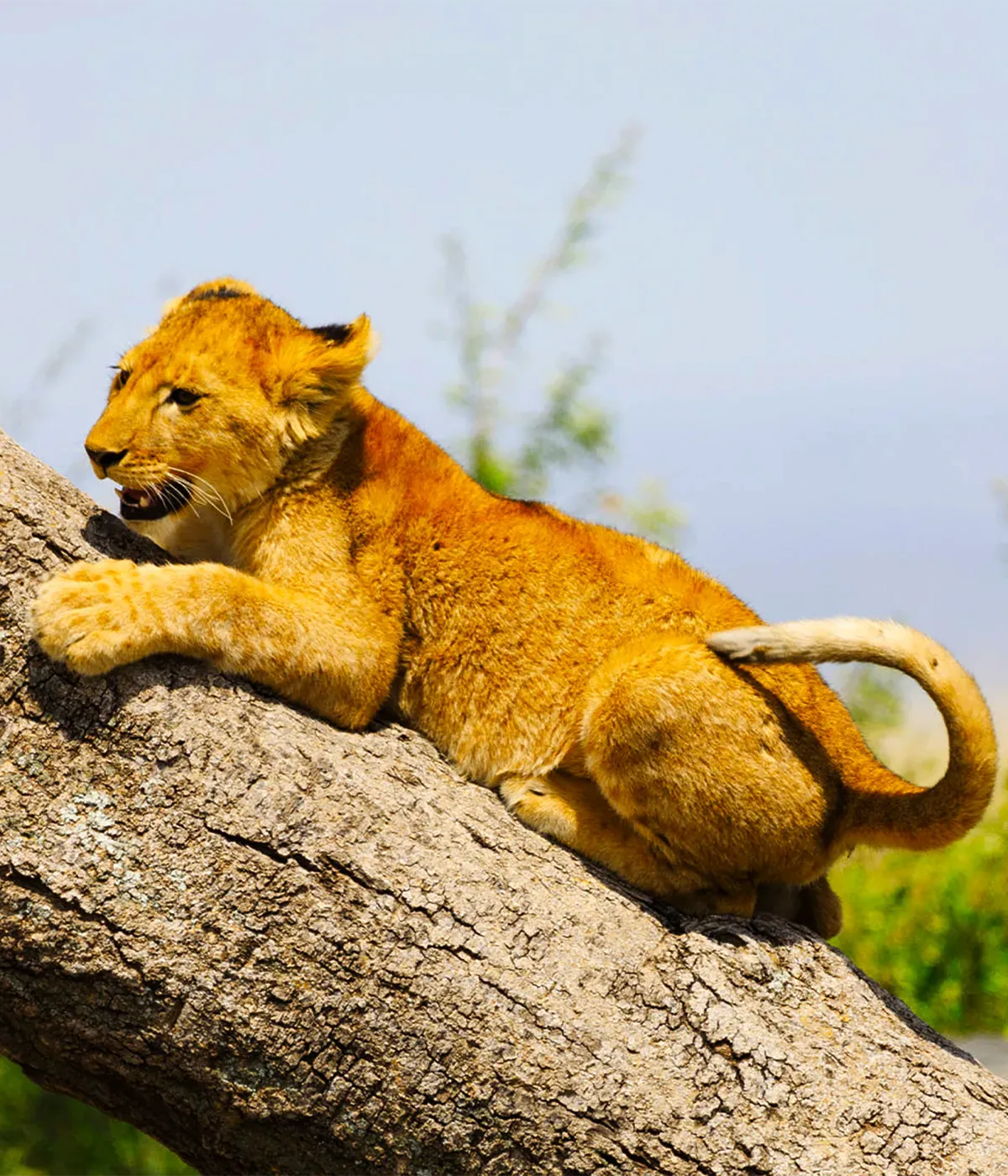 Serengeti National Park Game Drive