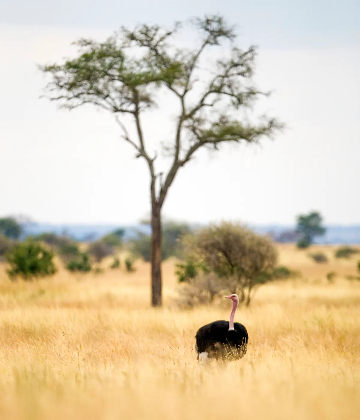 Tarangire National Park Wildlife