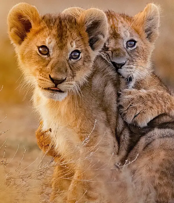 8 Days Tanzania Safari