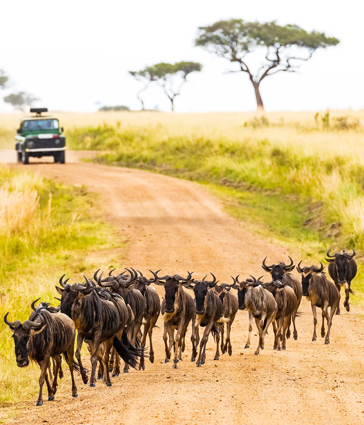 Tarangire - Serengeti Wildebeest