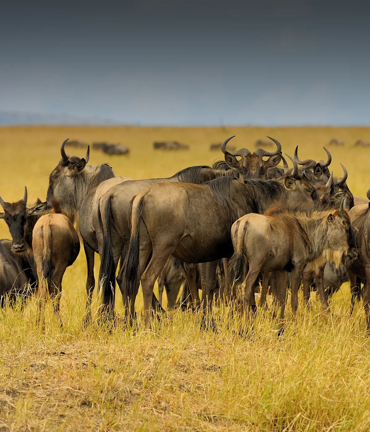 Serengeti Migration