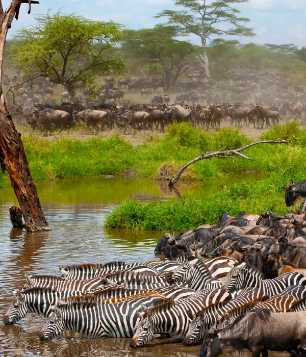8 Days Migration Safari in Tanzania