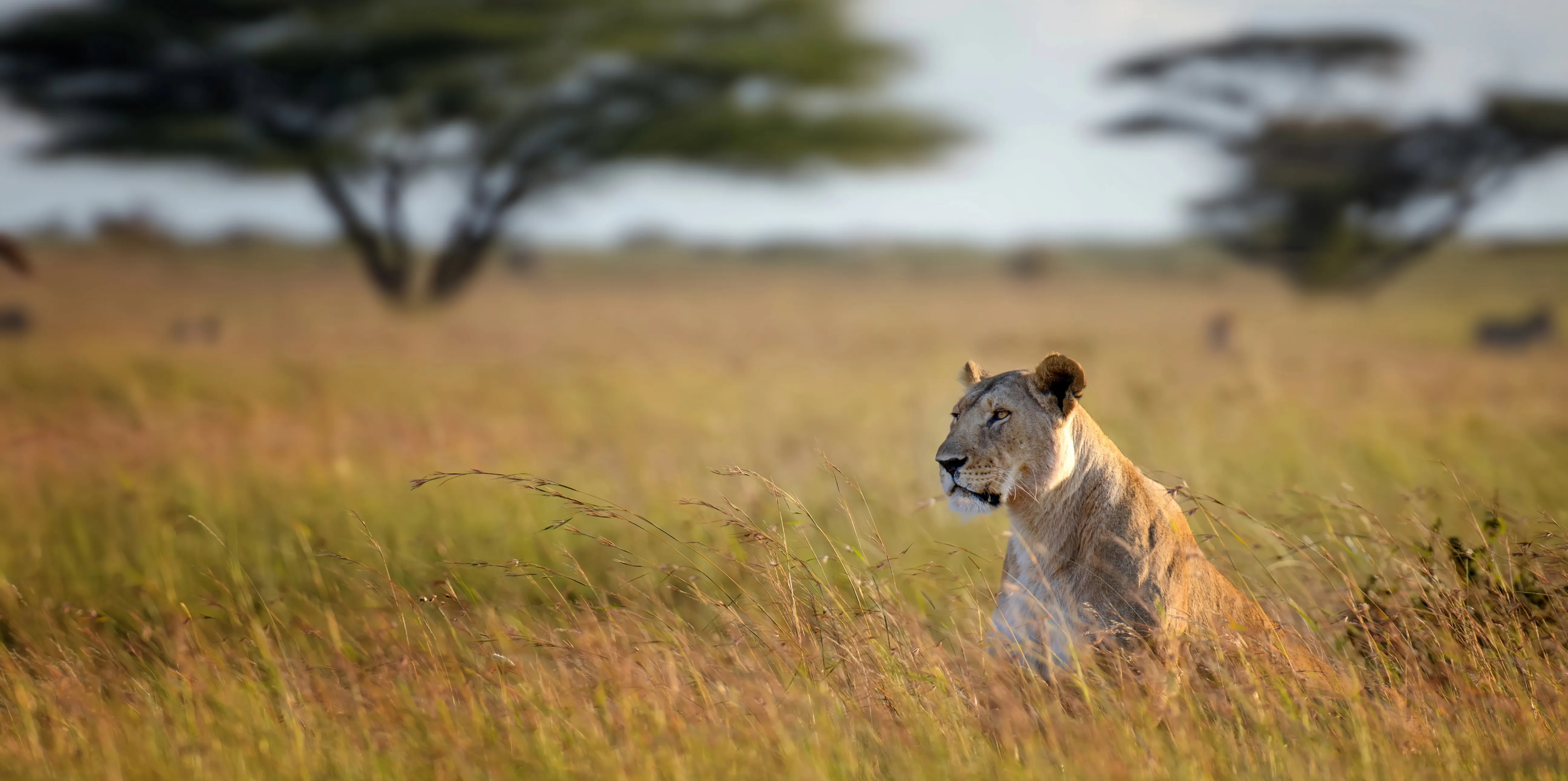 Bestday Safari