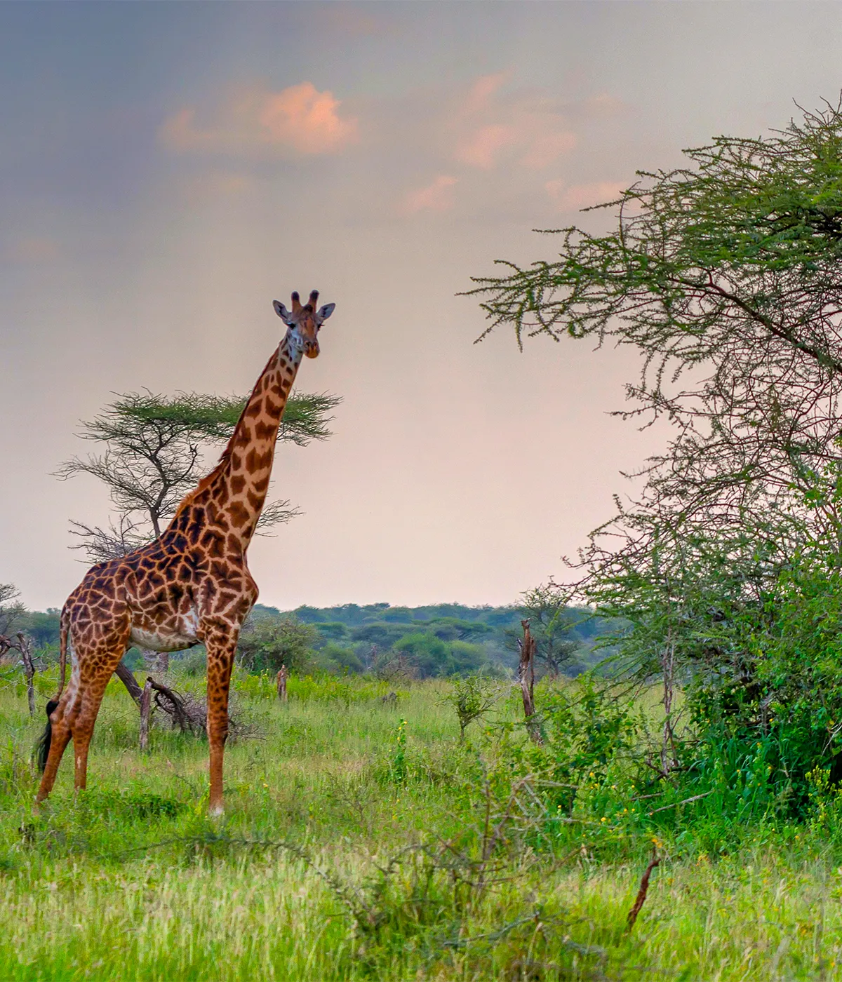 Arusha National Park