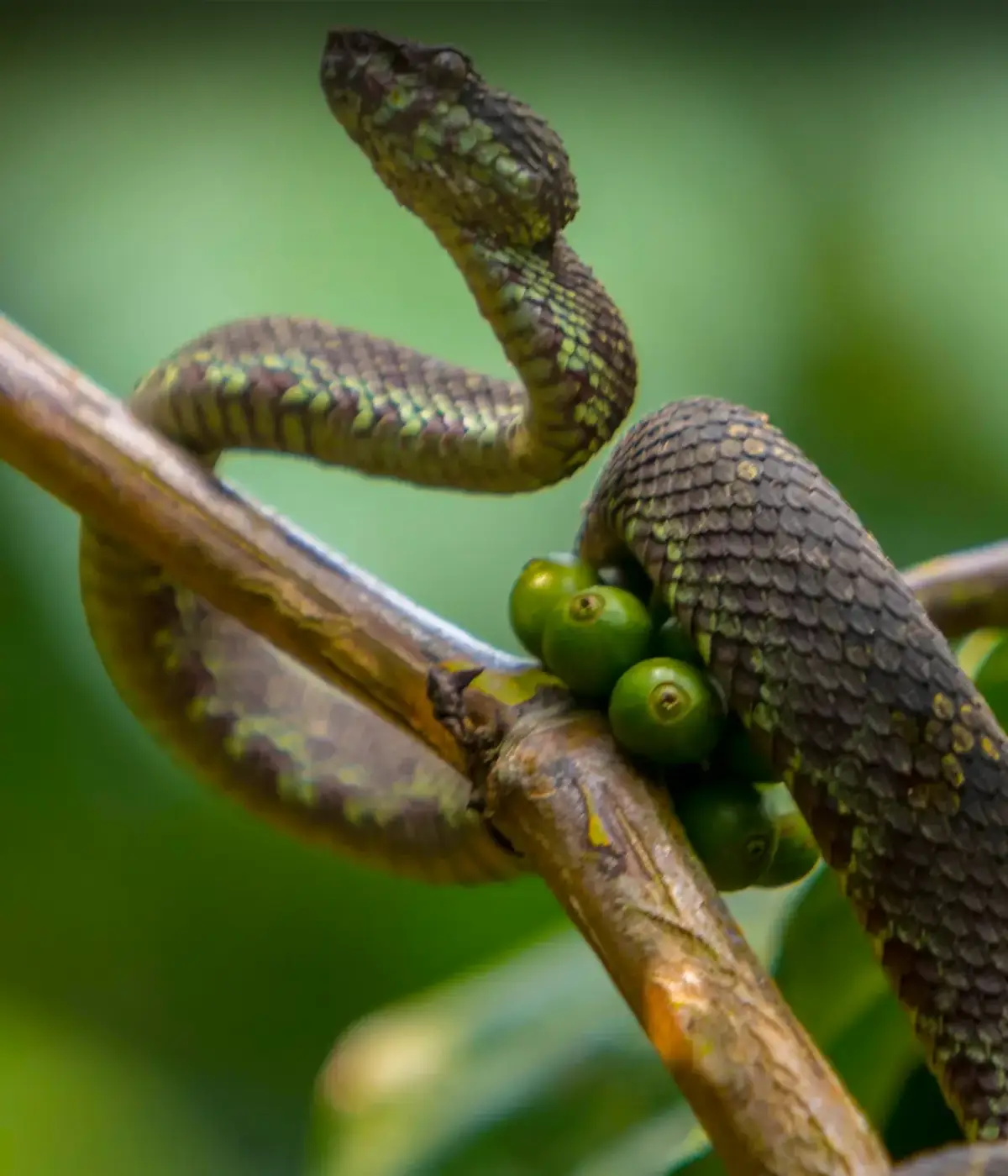 Arusha Snake Park Tour