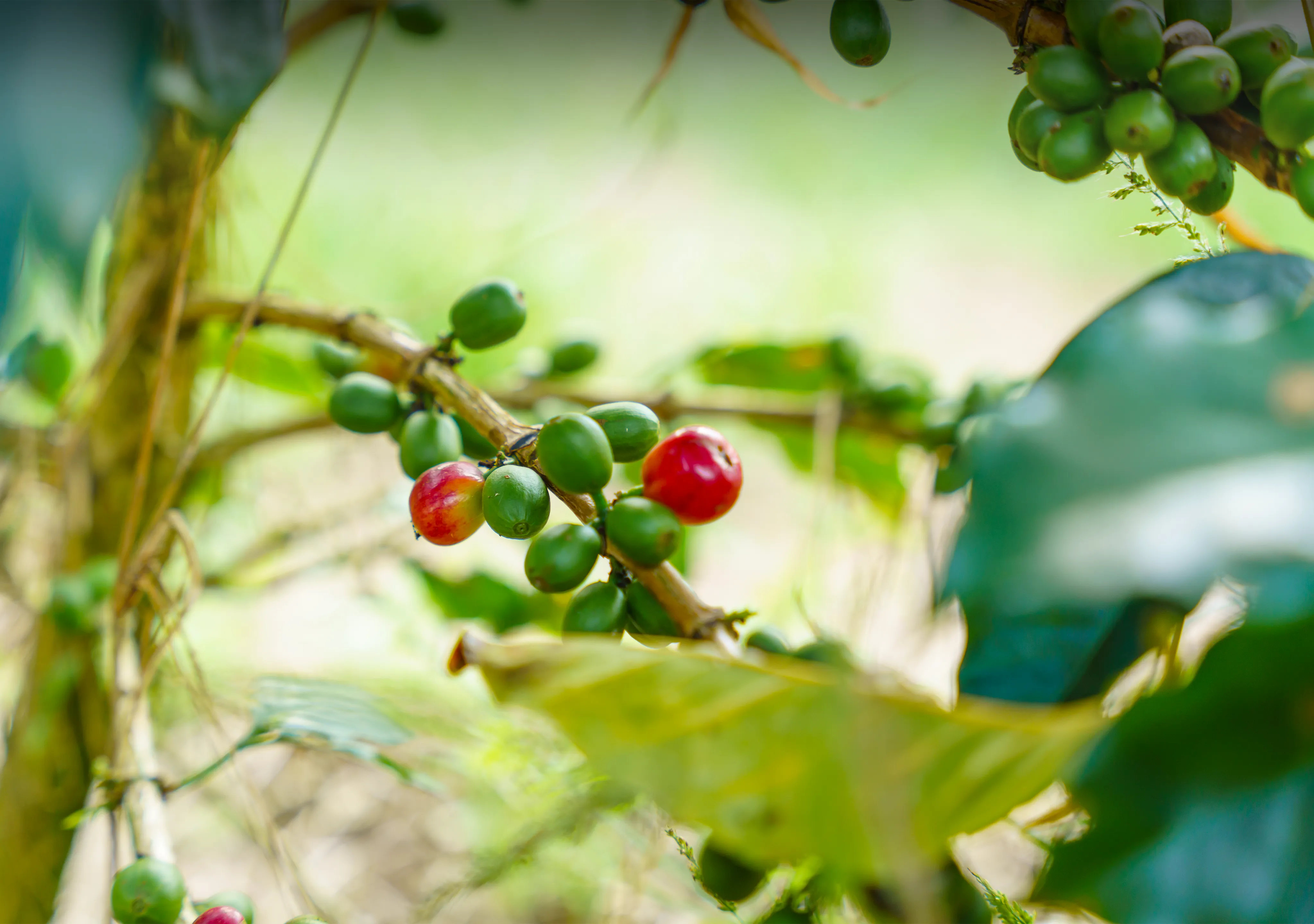 Arusha coffee Farms