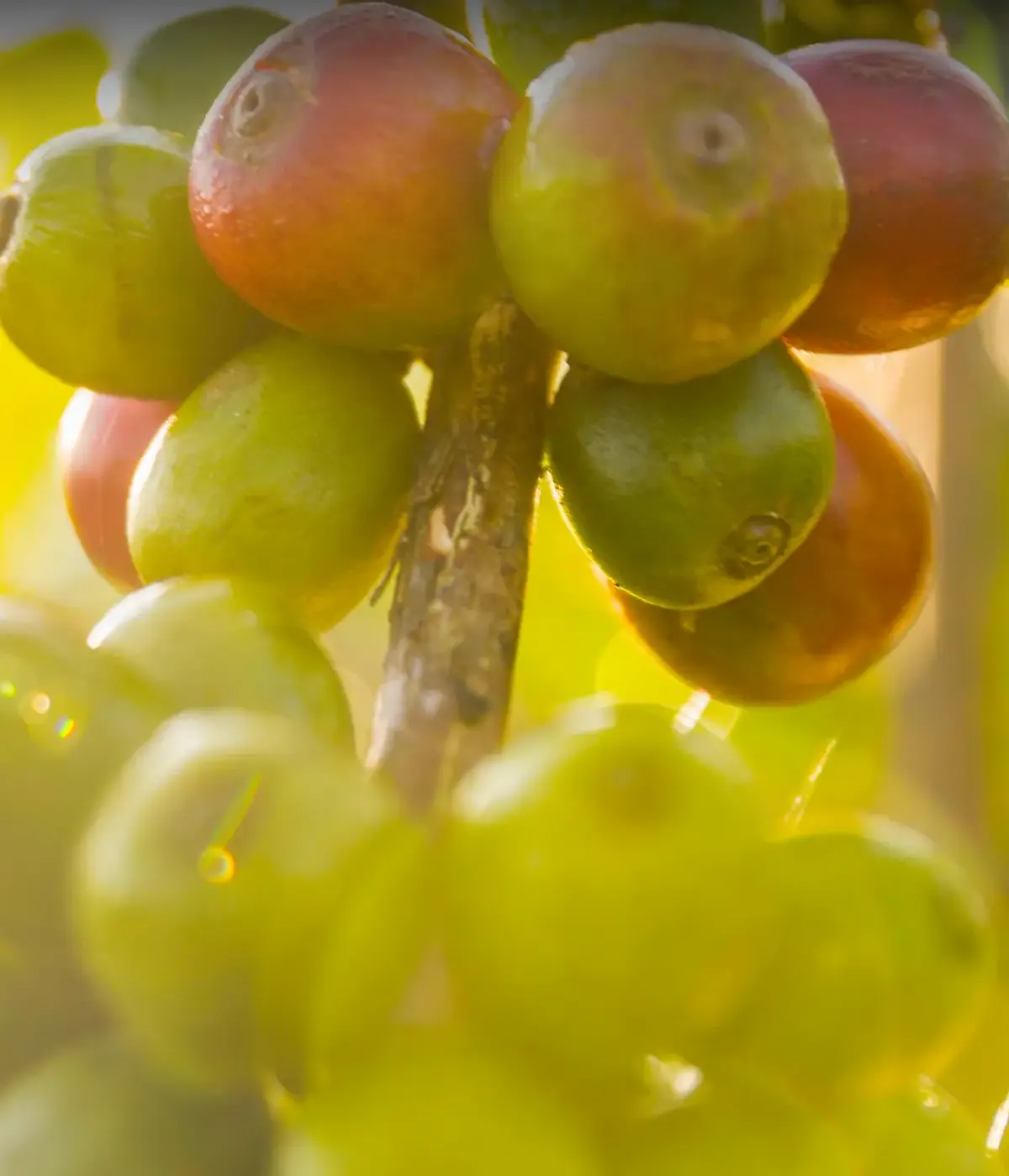 Arusha Coffee Farms Excursion