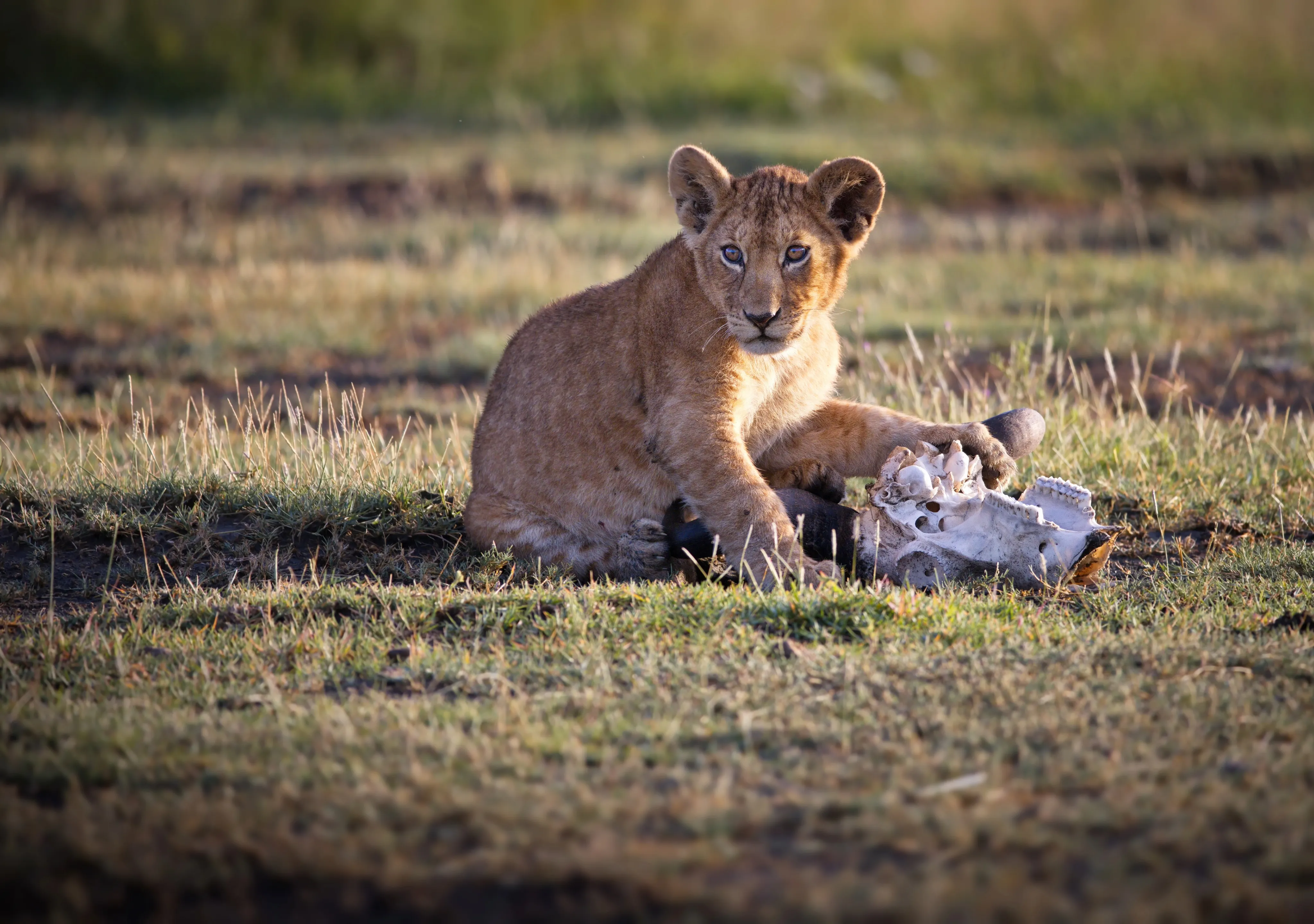 Best Things to Do in Tanzania