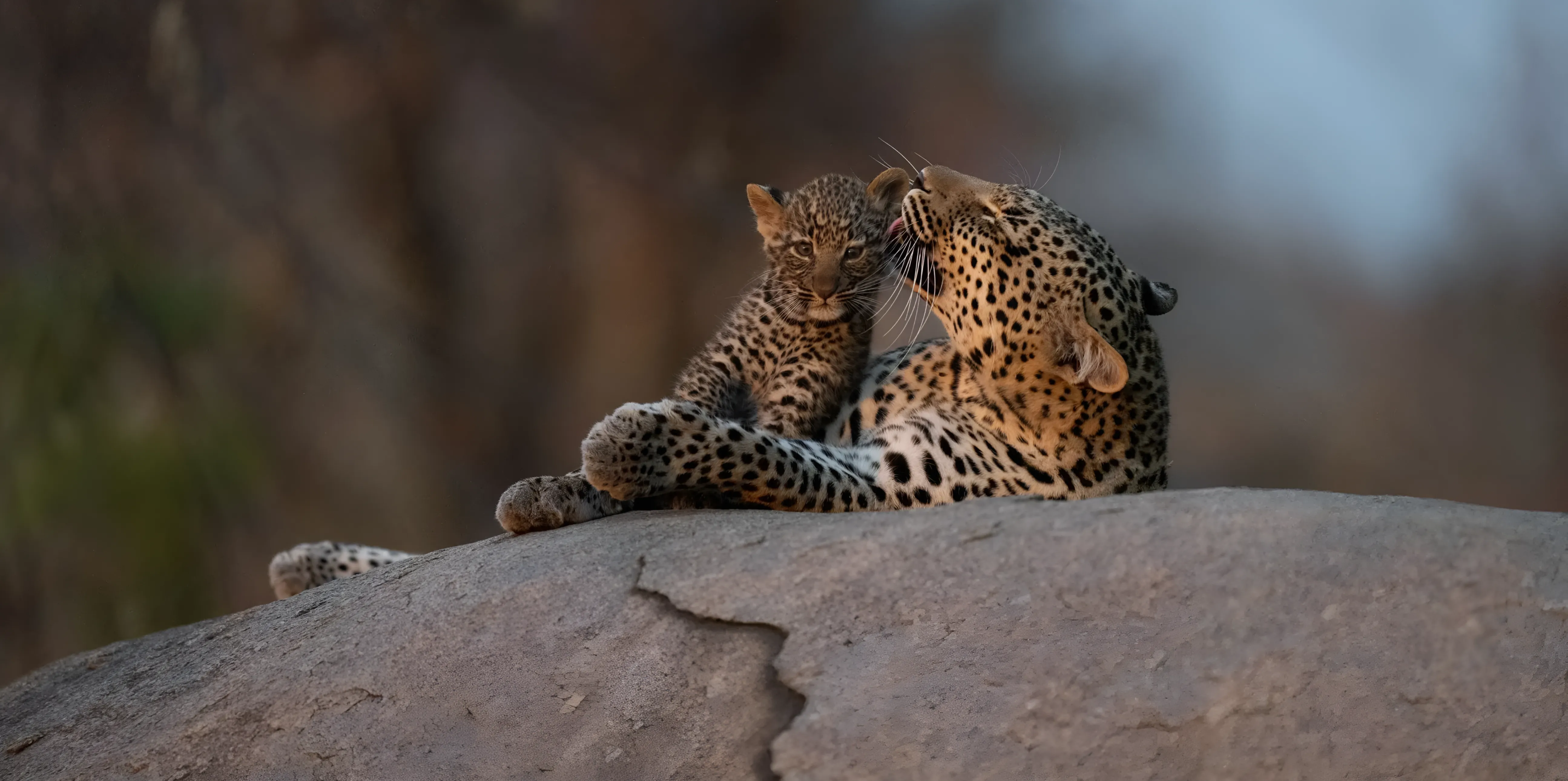 Bestday Safaris