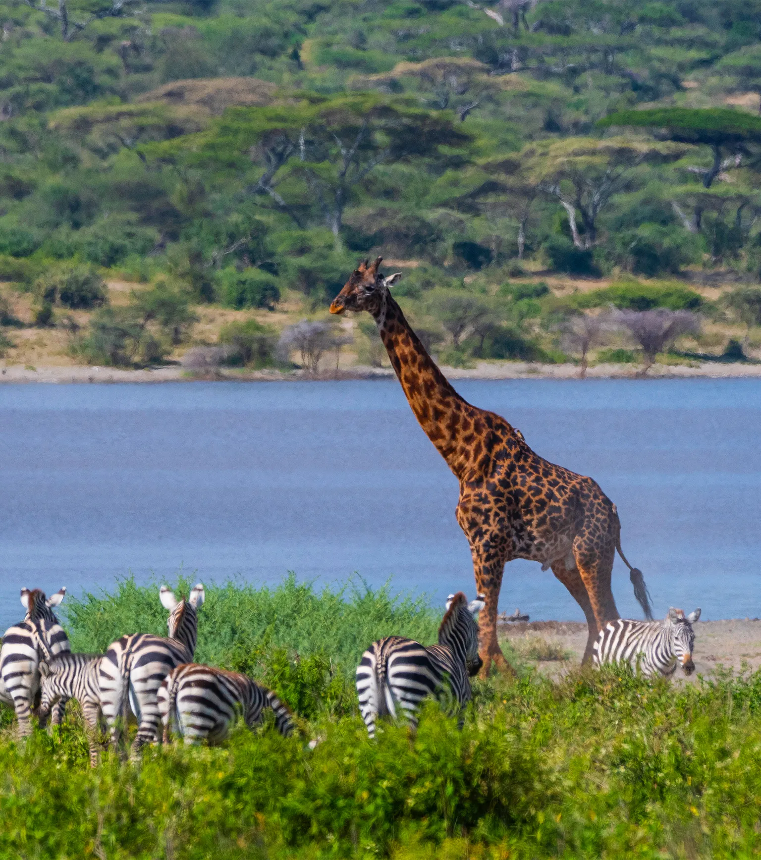 Lake Manyara Game drives