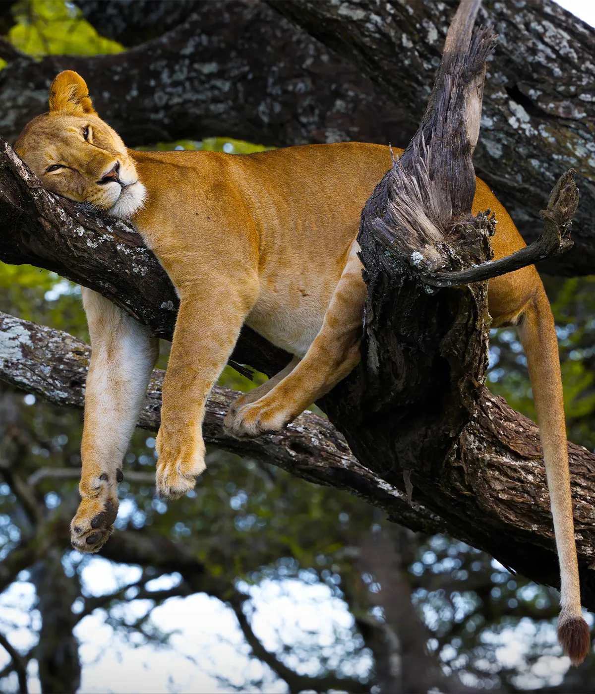 Lake Manyara National Park