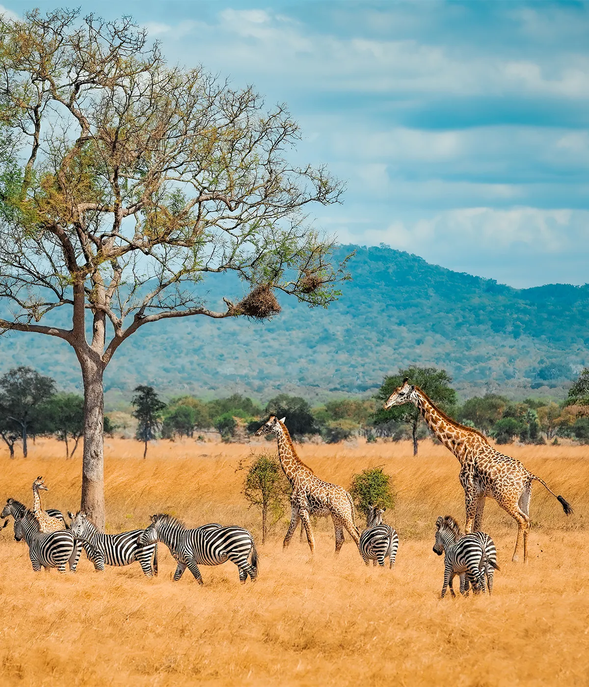 Mikumi National Park