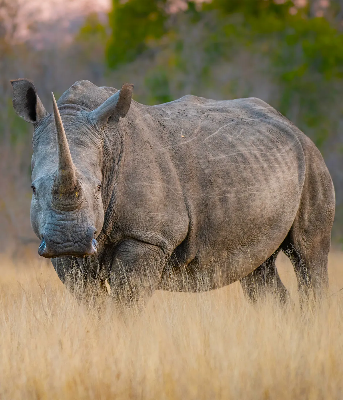Mkomazi National Park