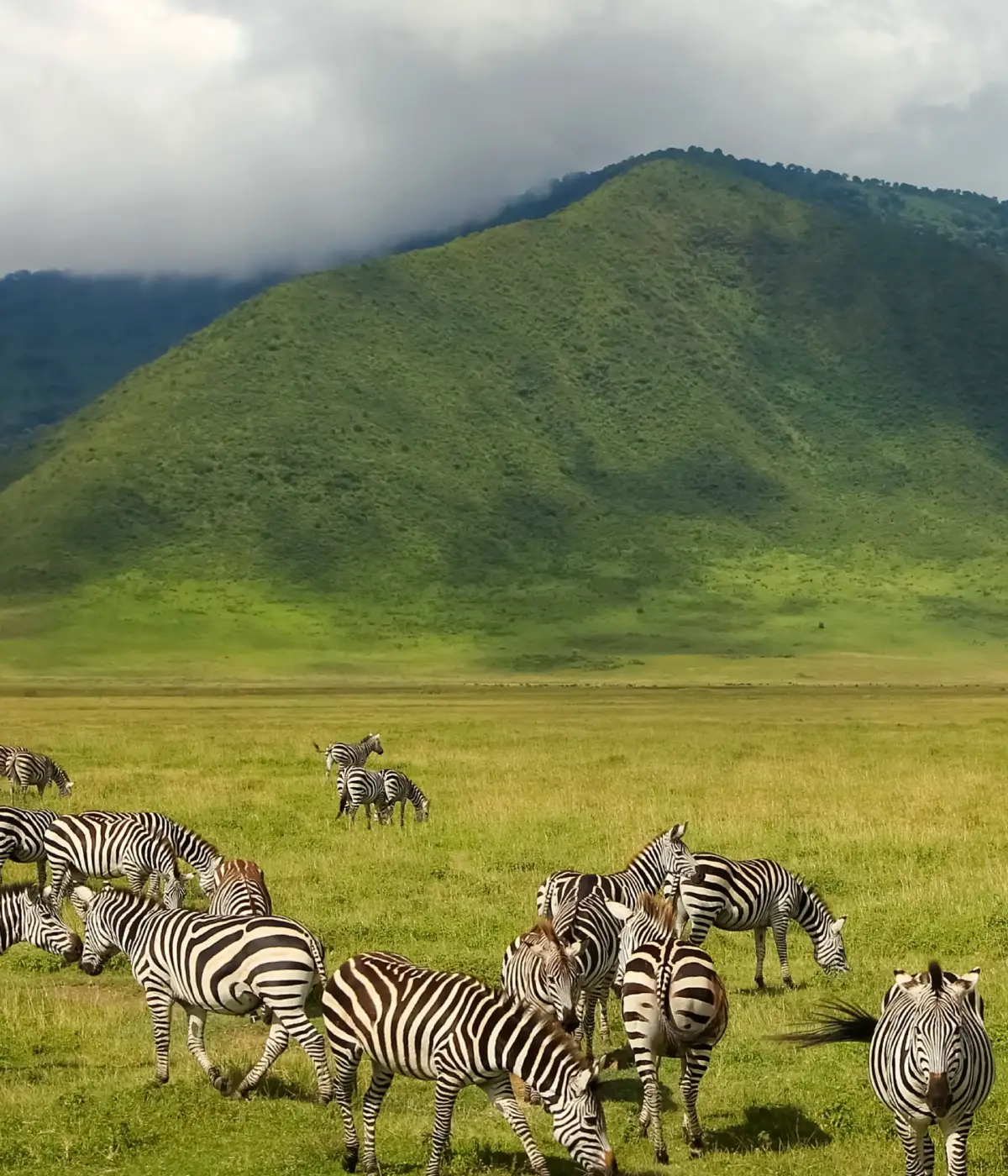 Ngorongoro Crater Safari