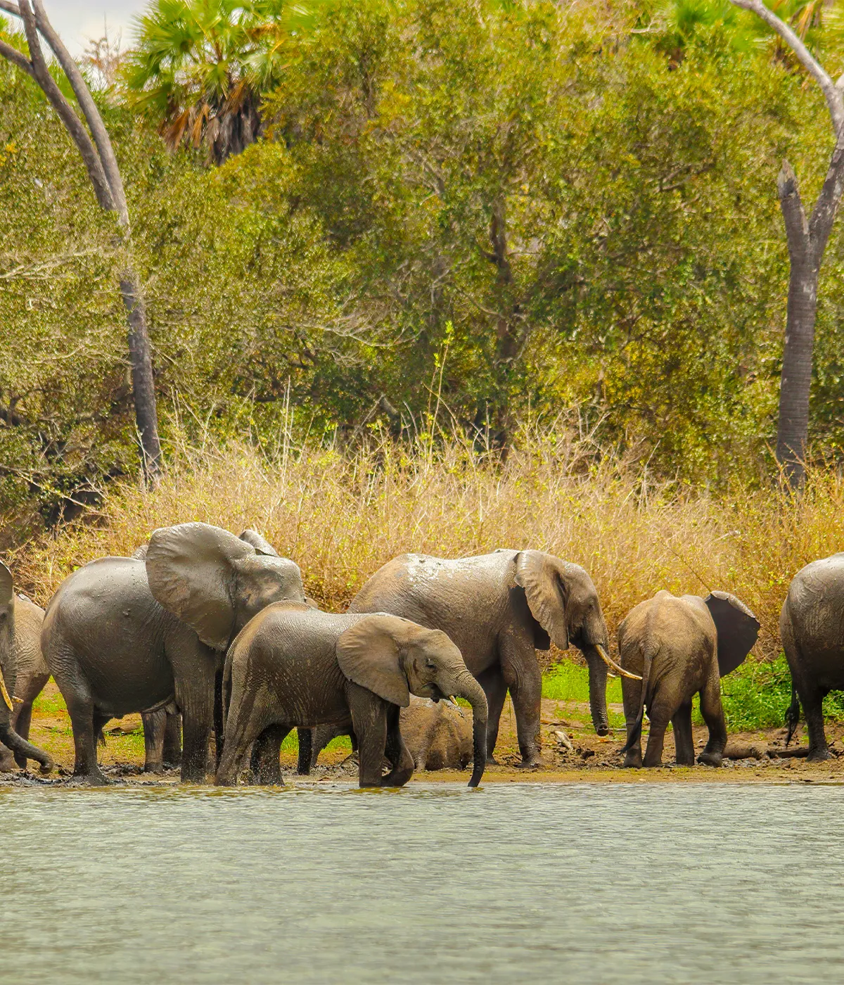 Nyerere National Park