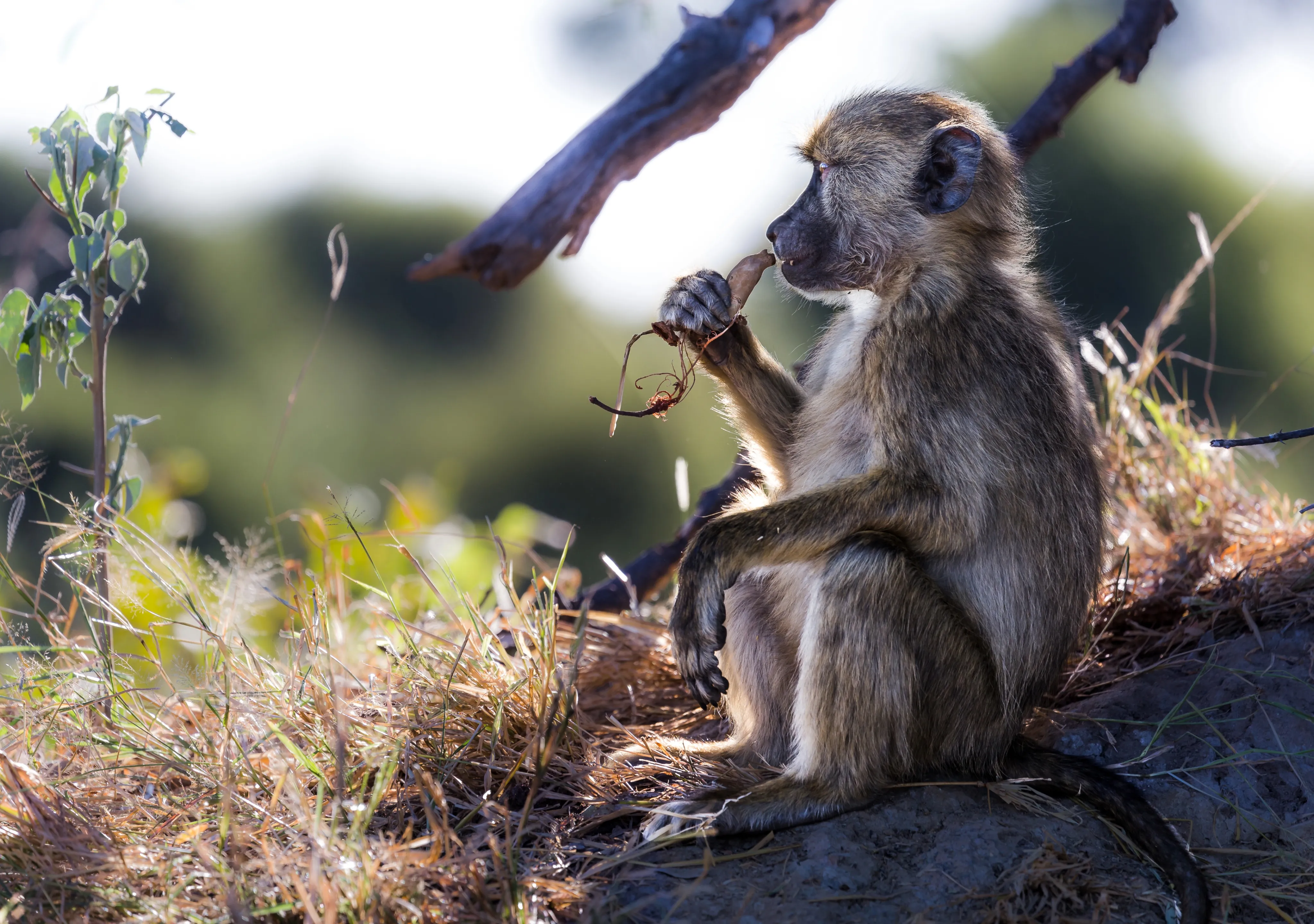 Things To Do In Tanzania