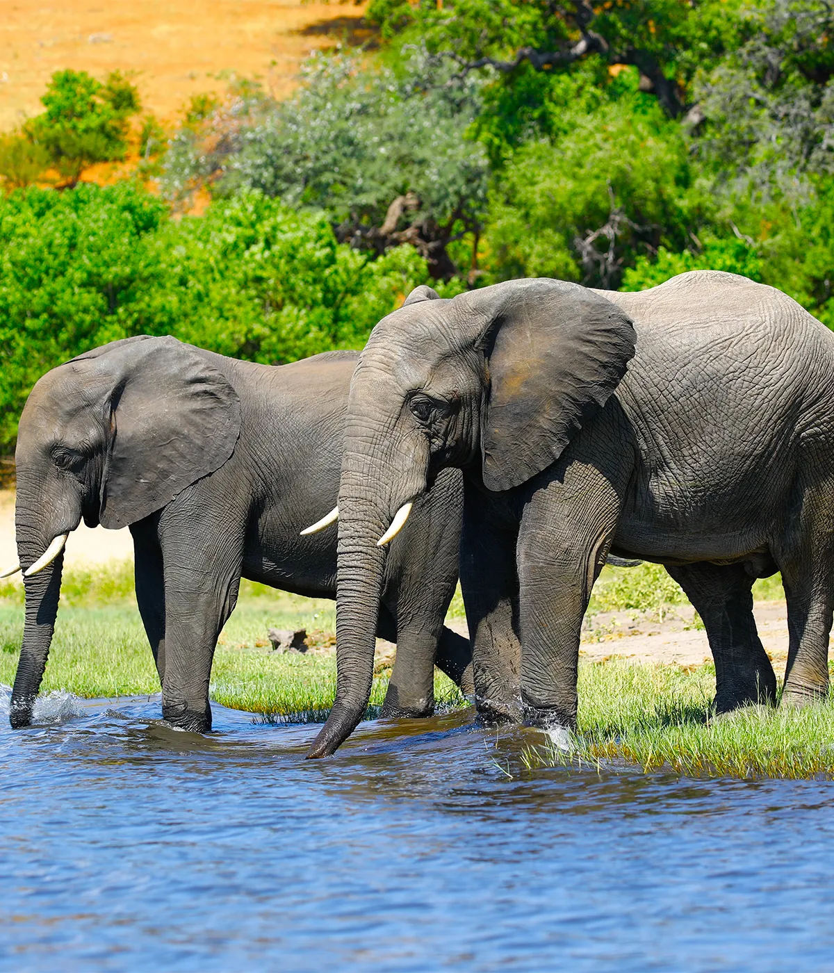 Ruaha National Park