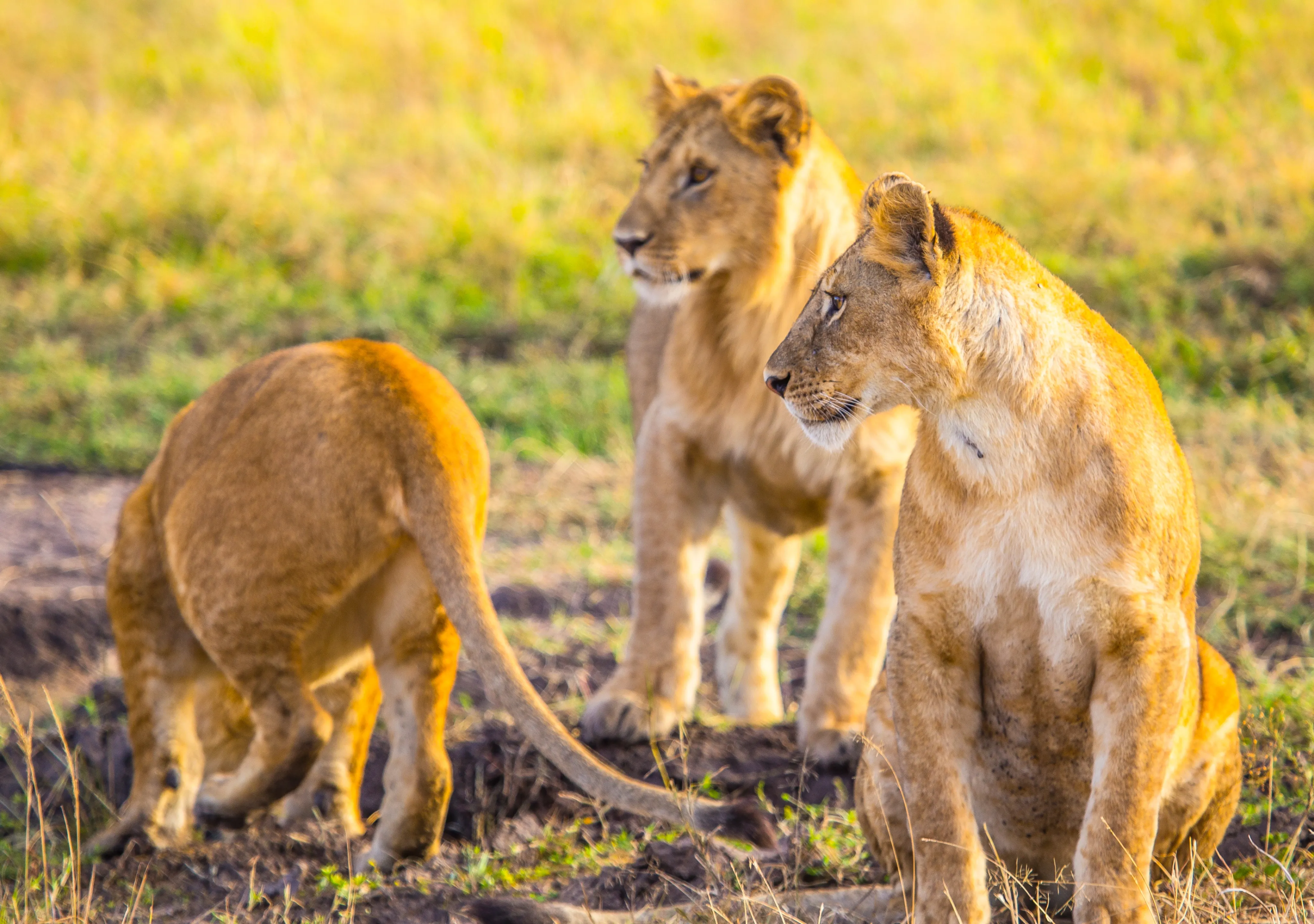 Serengeti Luxury Safari