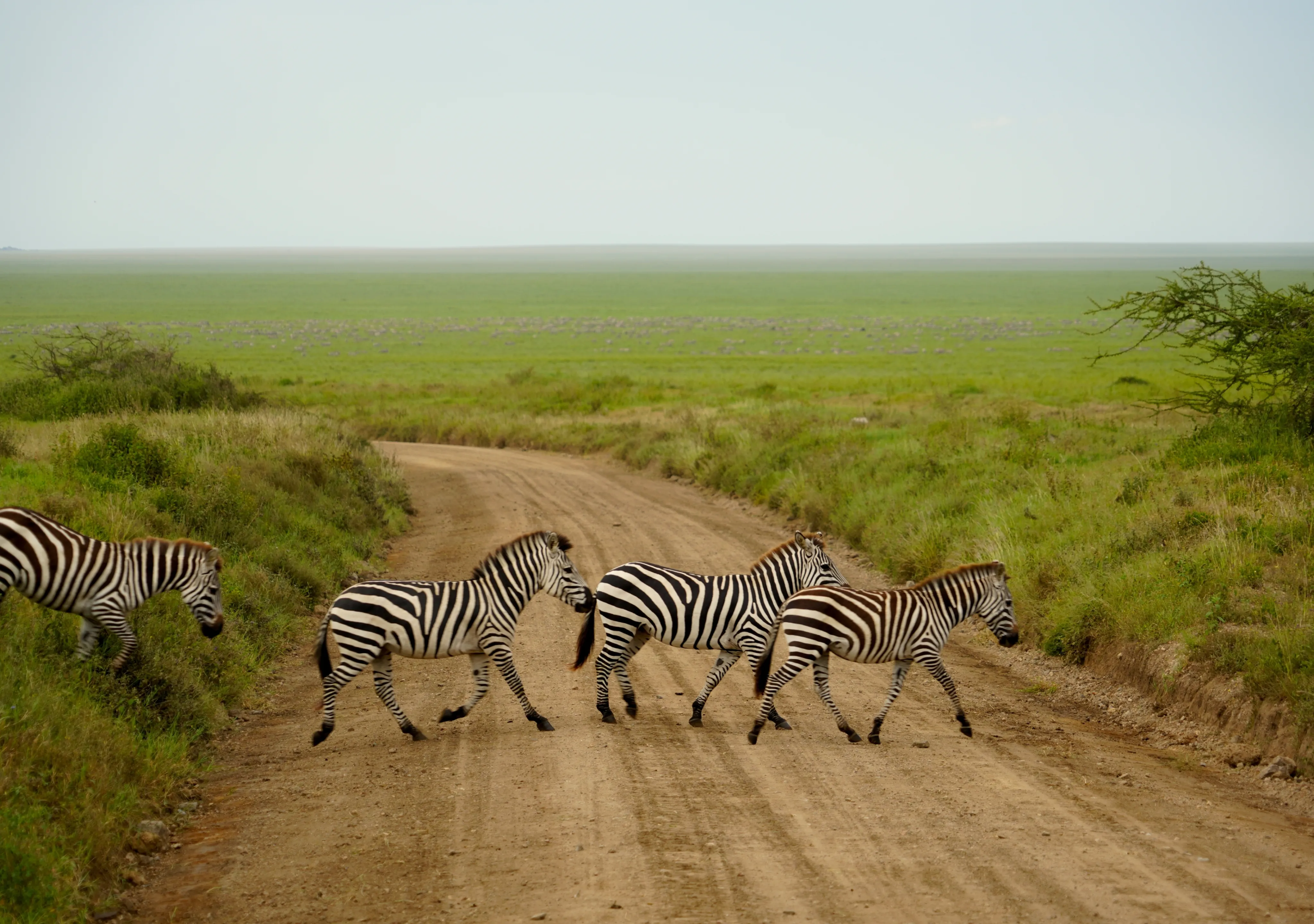 Serengeti Luxury Safari Packages