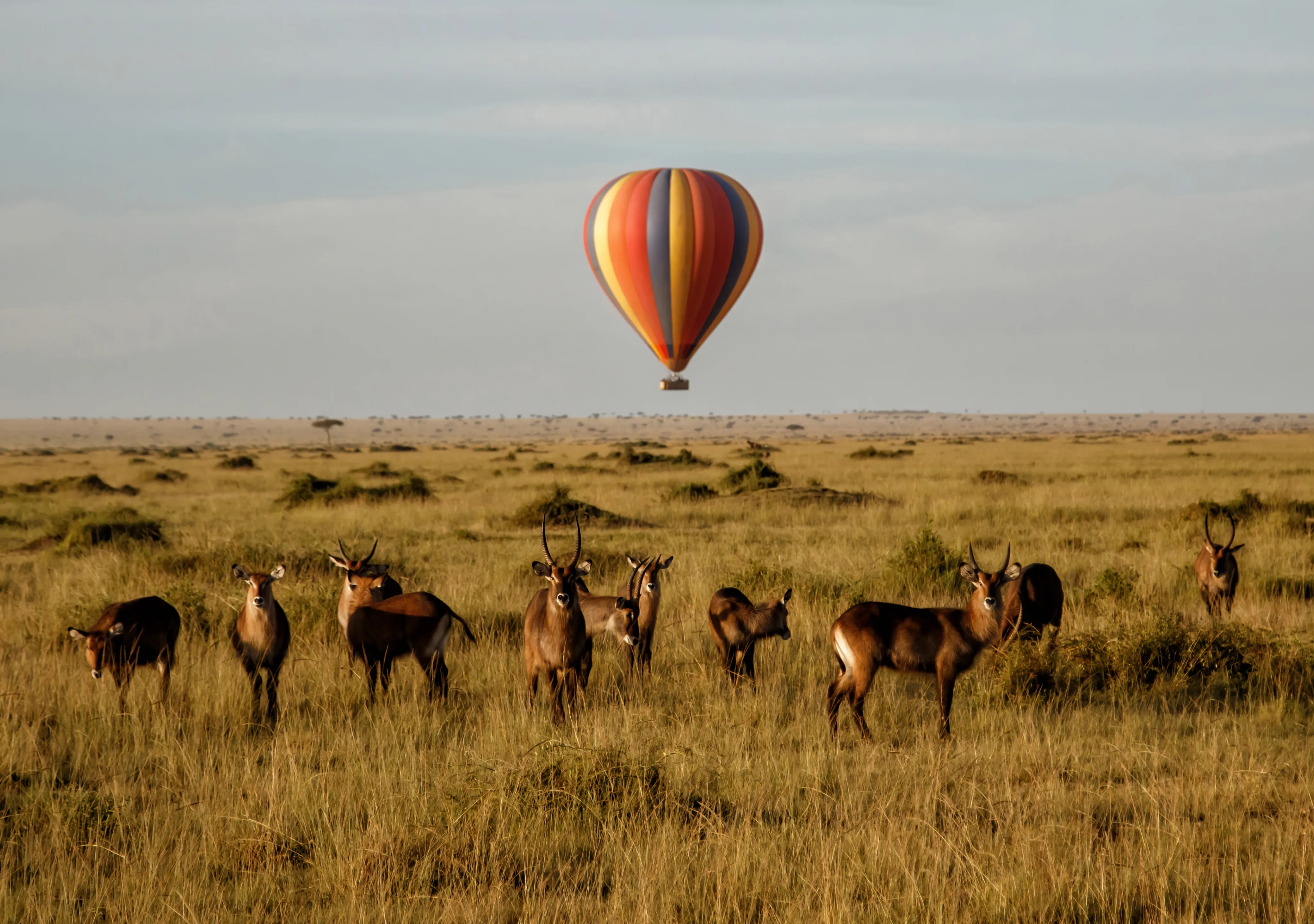 Serengeti Luxury Safari Cost