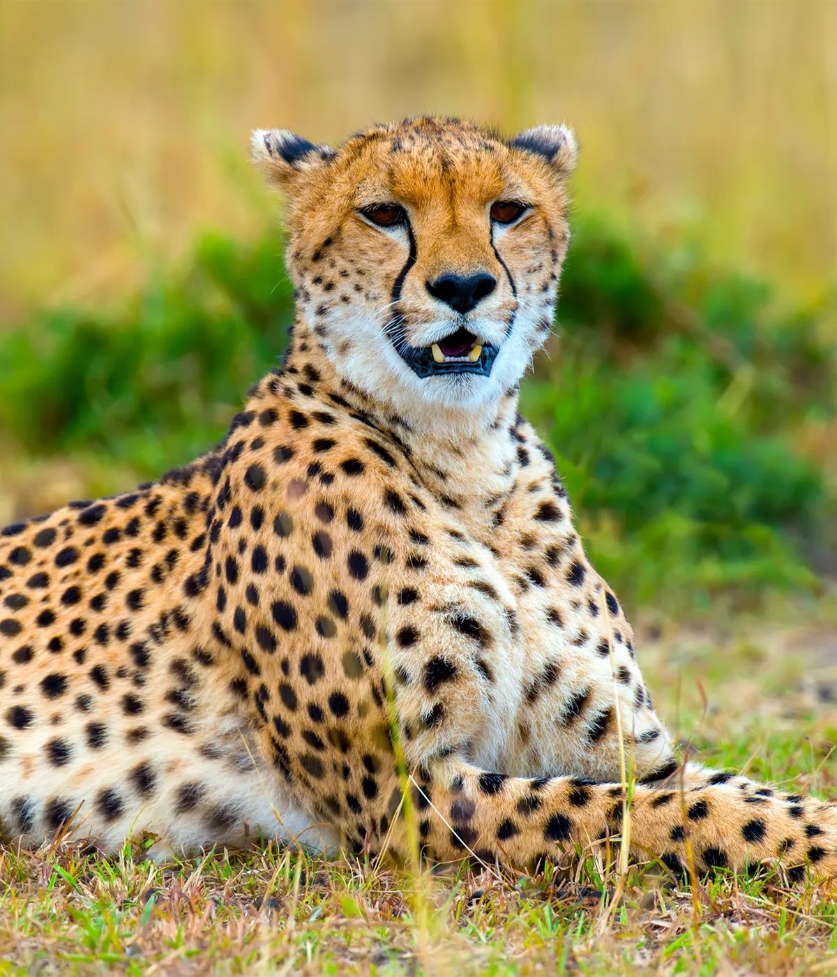 Serengeti National Park