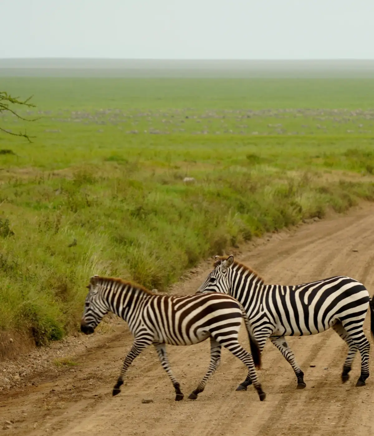 Serengeti Safari