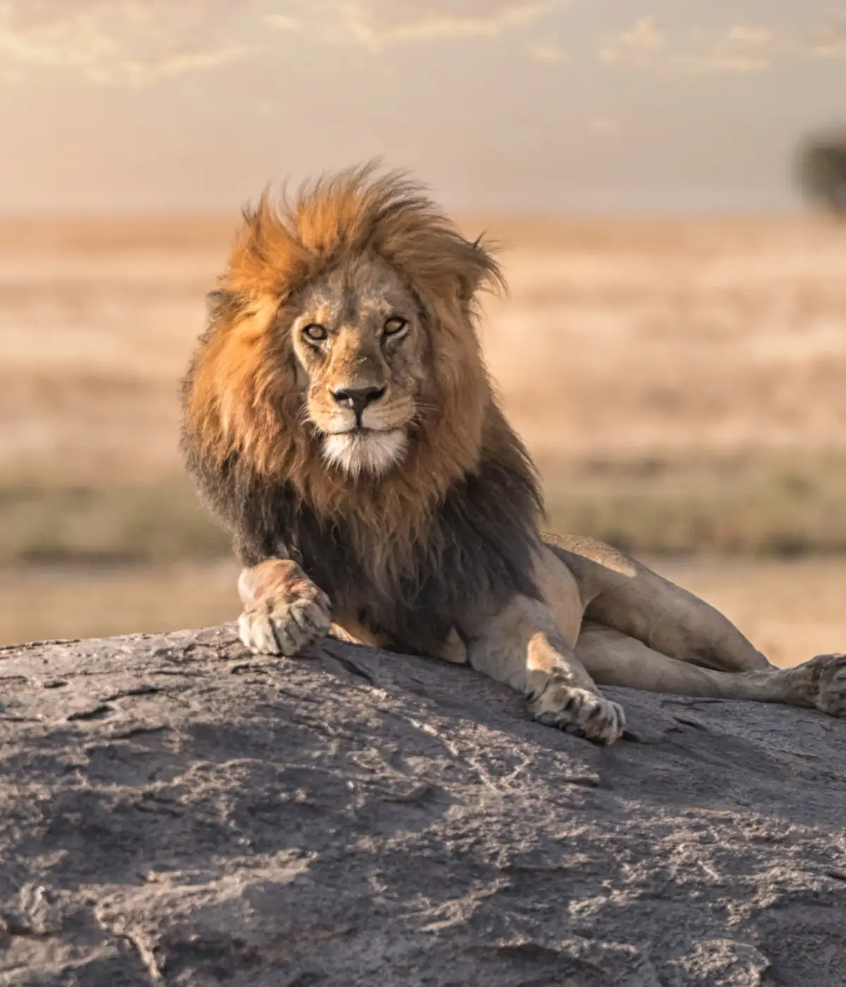 Tanzania Big Five Safari