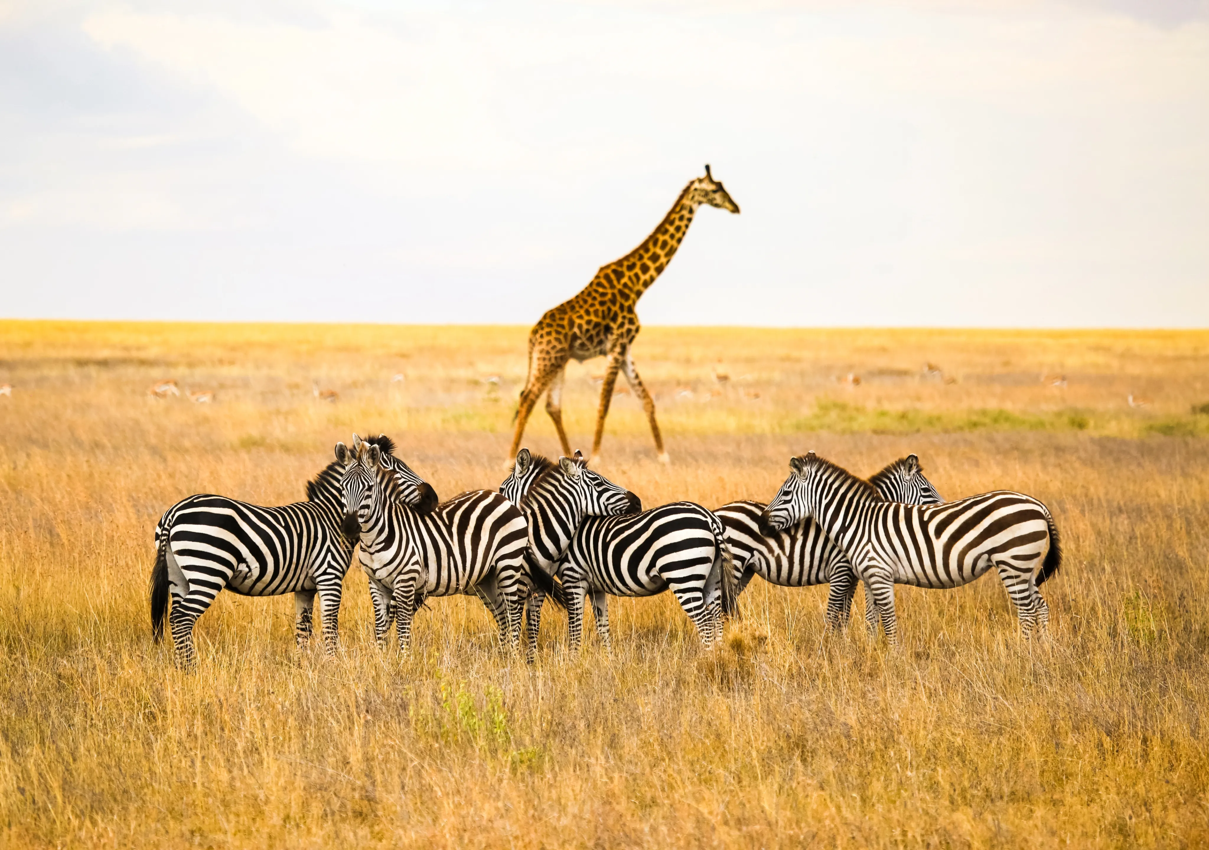 Tanzania Private Safari Tours Tanzania Private Safari Tours