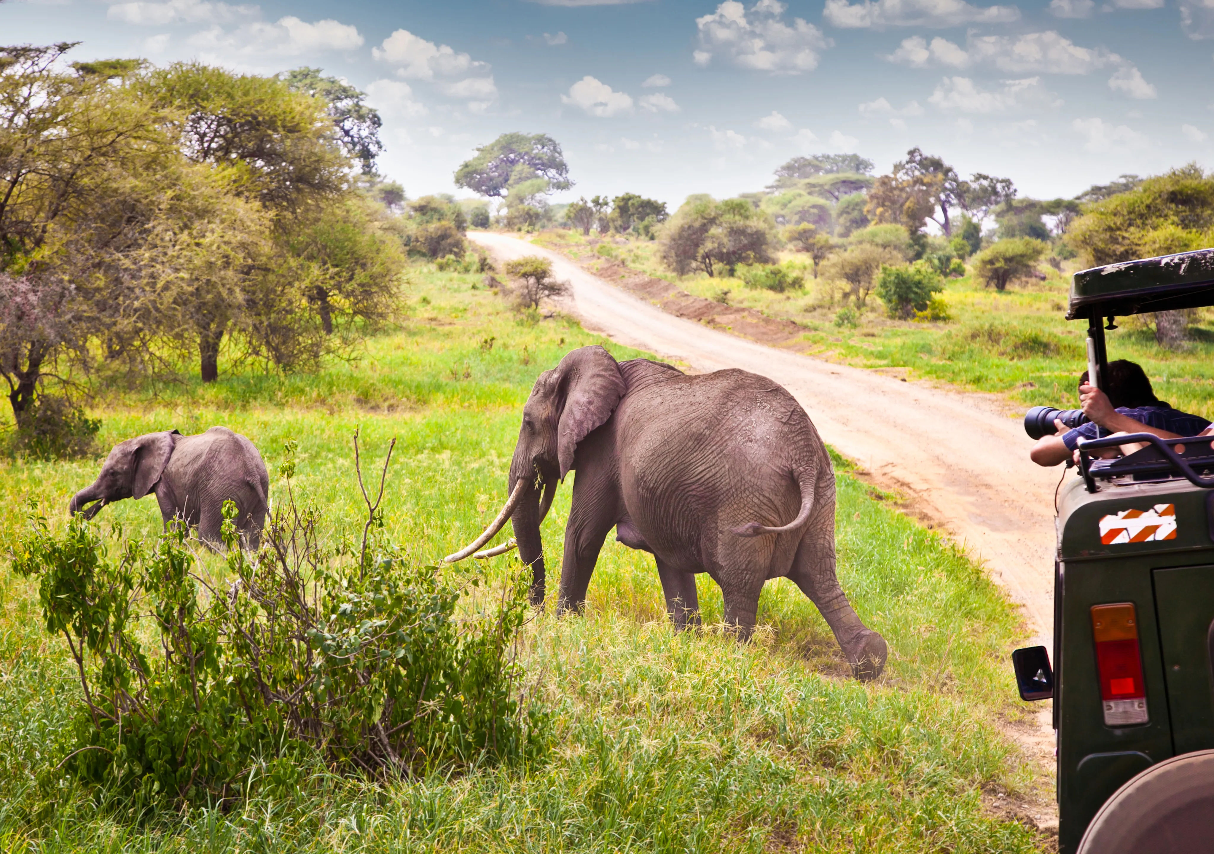 How Much Does A Safari In Tanzania Cost