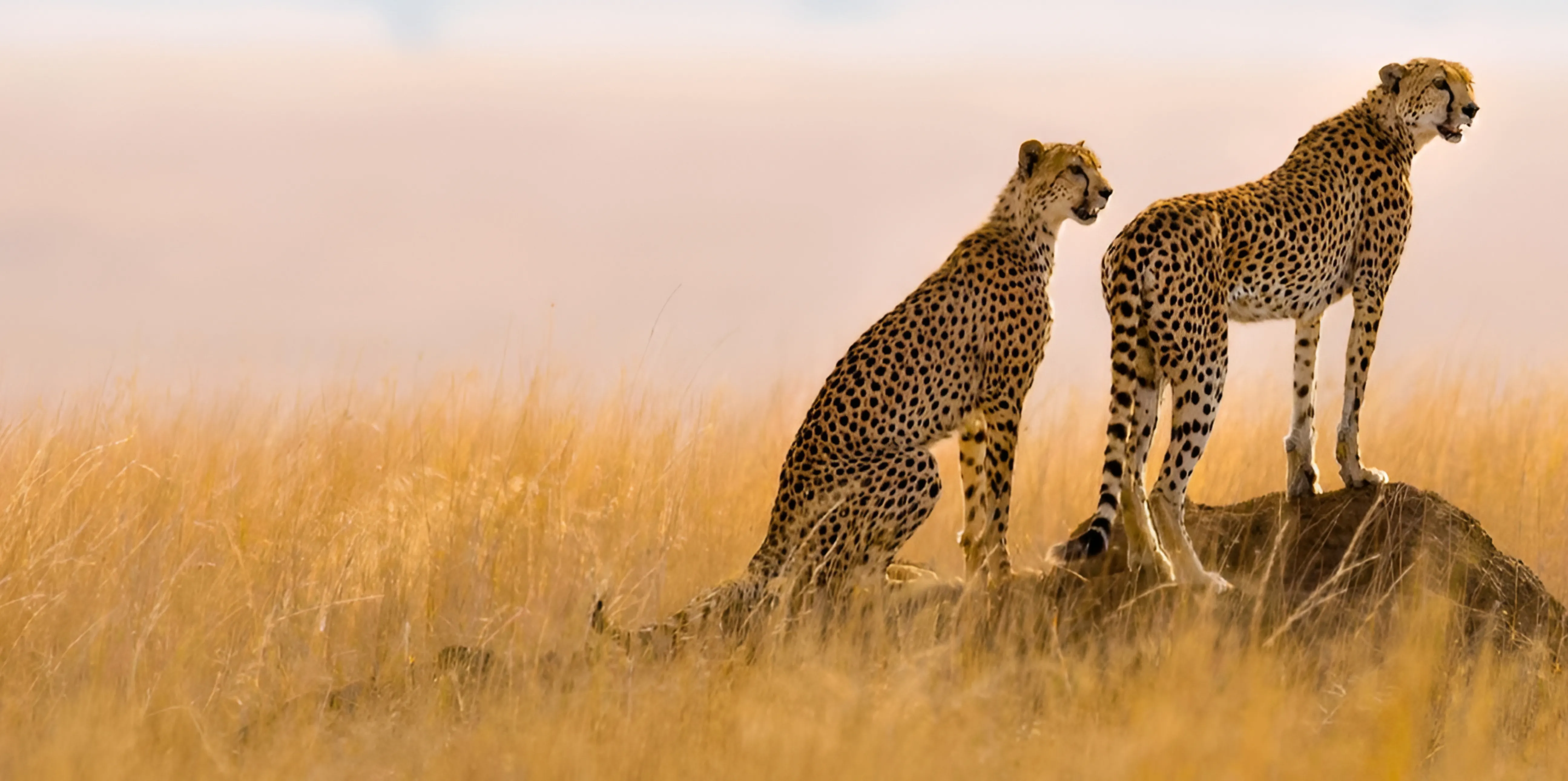 Tanzania Travel Safety
