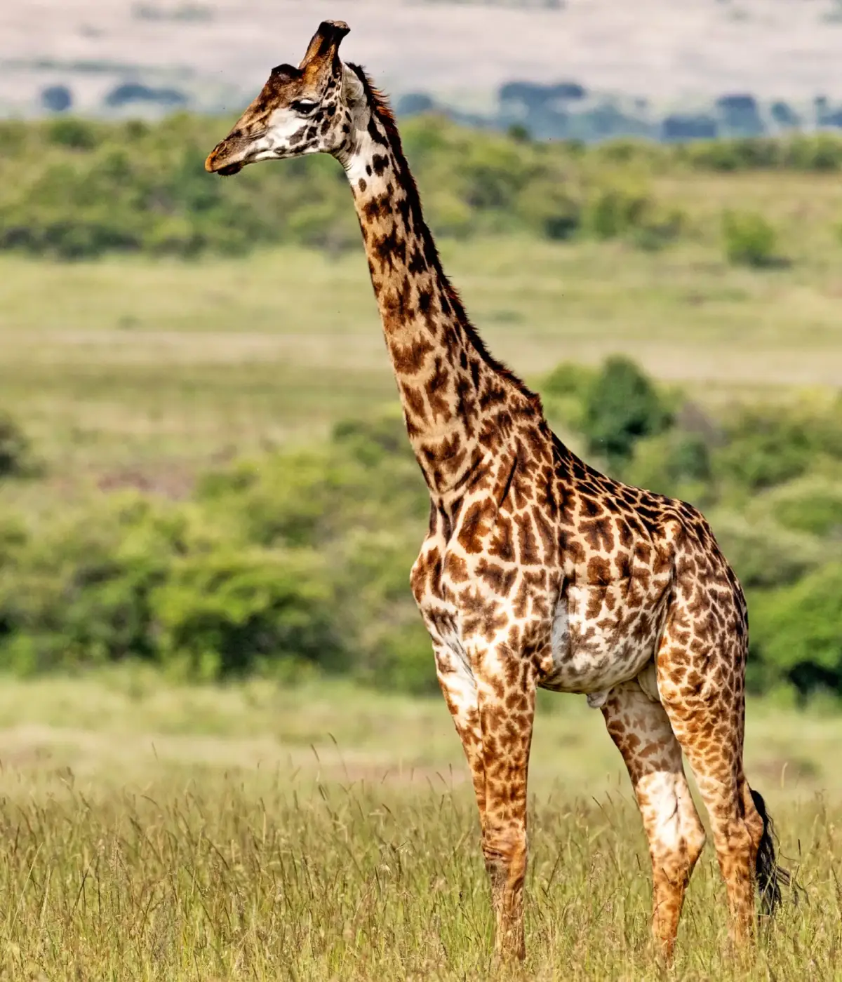 Tanzania Wildife Safari Packages