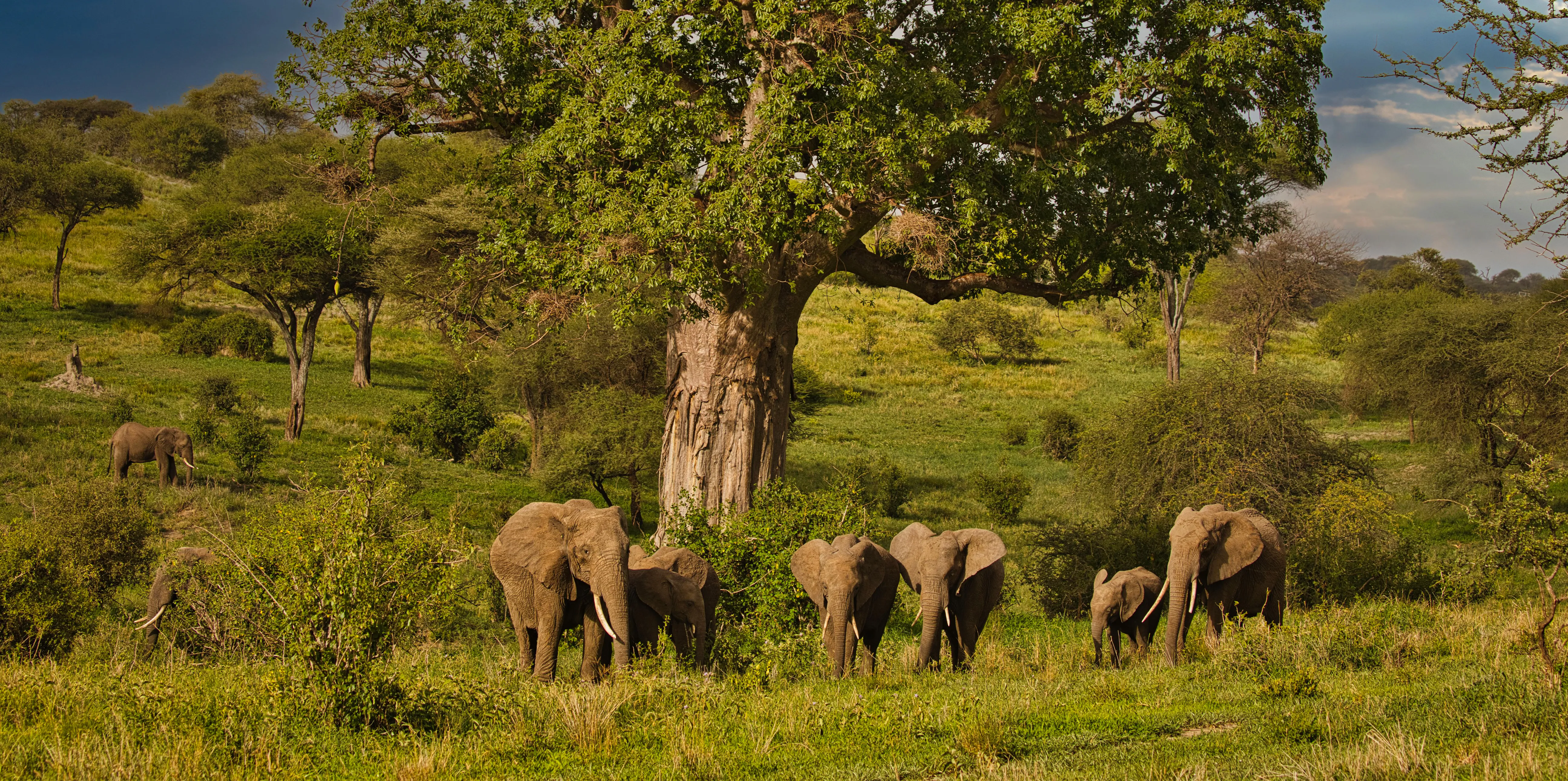 Tarangire National Park