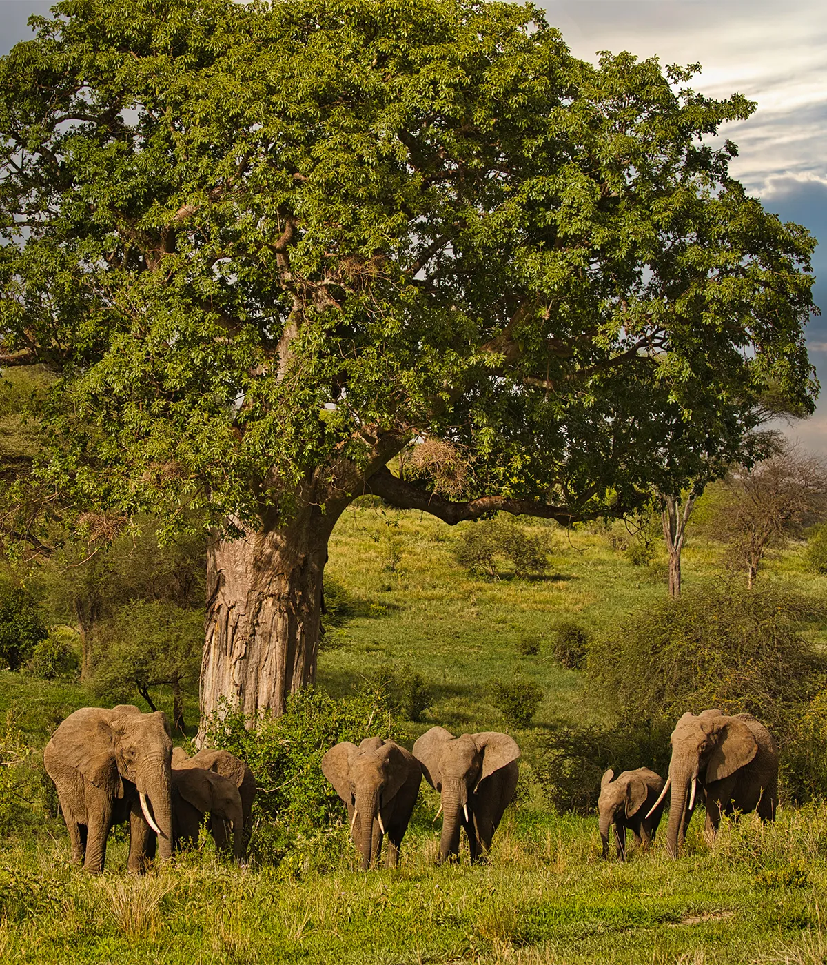 Tarangire National Park